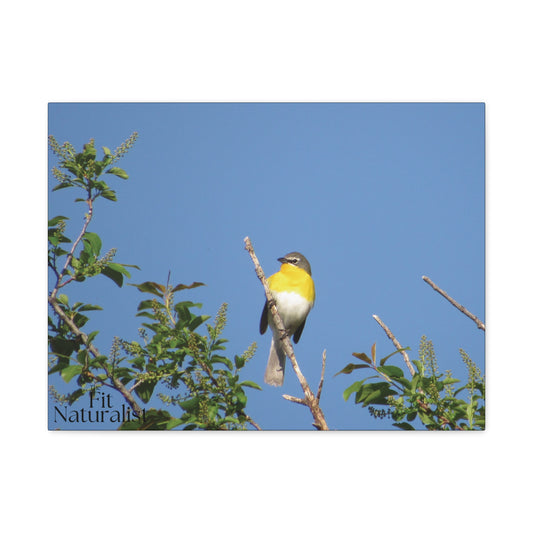 Yellow-Breasted Chat Canvas Print